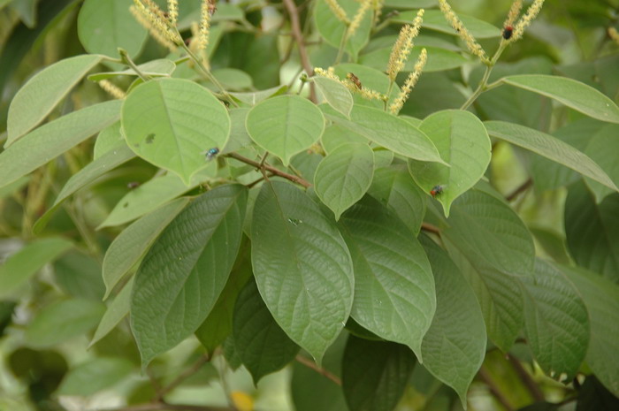 黄毛五月茶Antidesma fordii