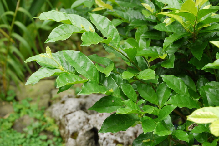 日本五月茶Antidesma japonicum 日本五月茶Antidesma japonicum