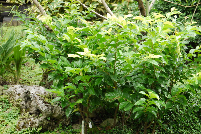 日本五月茶Antidesma japonicum 日本五月茶Antidesma japonicum