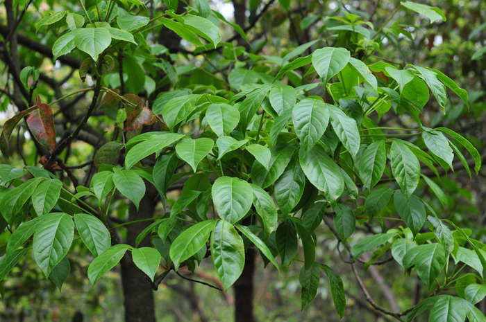 重阳木Bischofia polycarpa 重阳木Bischofia polycarpa