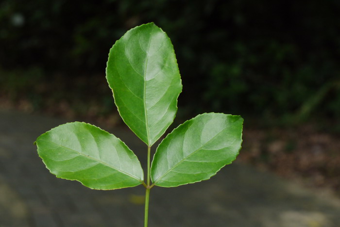 重阳木Bischofia polycarpa 重阳木Bischofia polycarpa