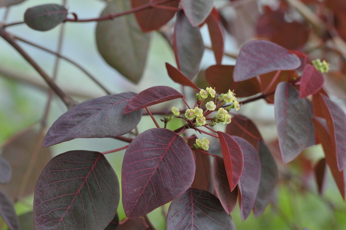 紫锦木Euphorbia cotinifolia