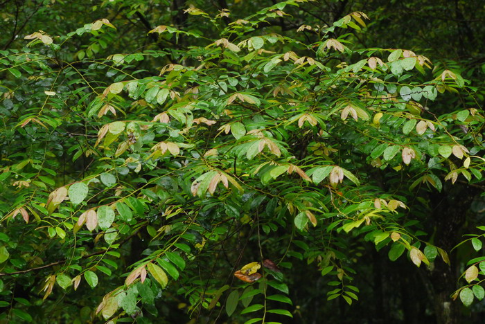里白算盘子Glochidion triandrum 里白算盘子Glochidion triandrum