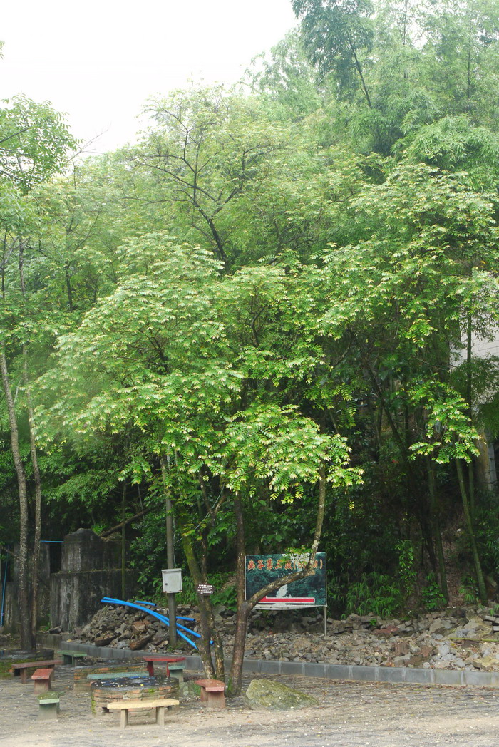 里白算盘子Glochidion triandrum 里白算盘子Glochidion triandrum