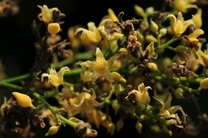 橡胶树Hevea brasiliensis 橡胶树Hevea brasiliensis