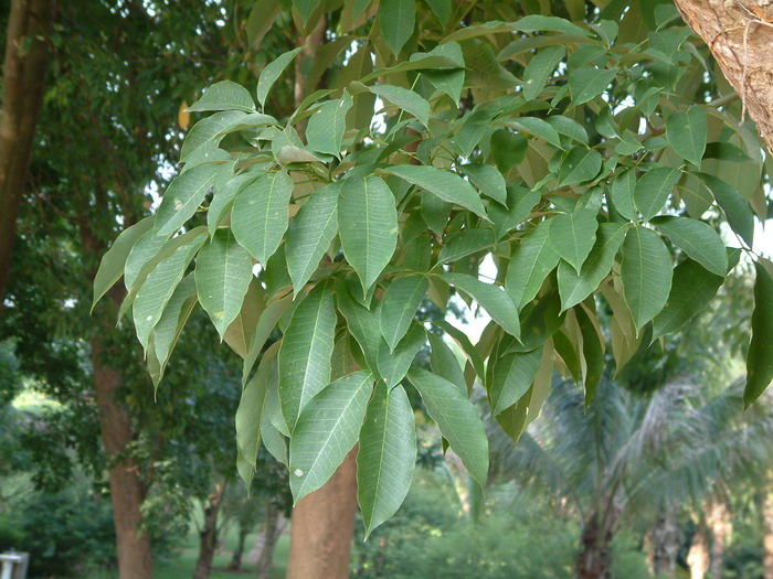 橡胶树Hevea brasiliensis