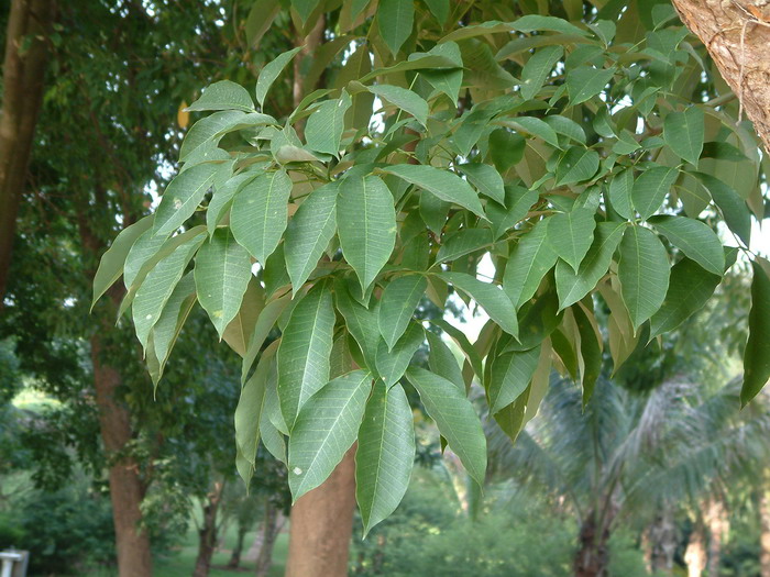 橡胶树Hevea brasiliensis 橡胶树Hevea brasiliensis