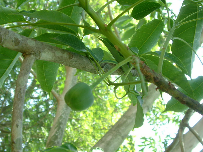 橡胶树Hevea brasiliensis