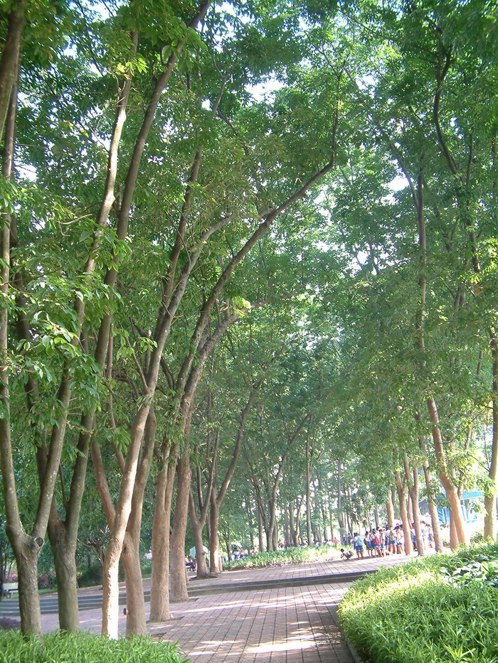 橡胶树Hevea brasiliensis 橡胶树Hevea brasiliensis
