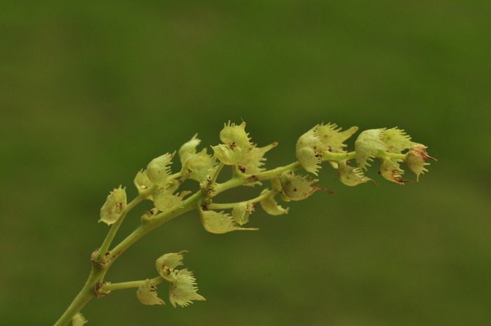 血桐Macaranga tanarius 血桐Macaranga tanarius