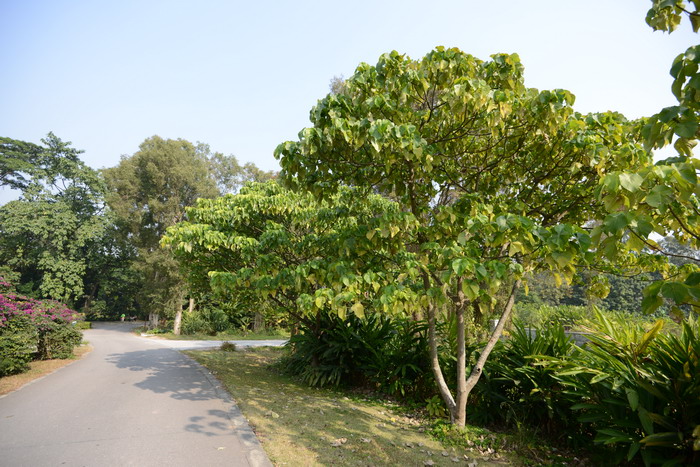 血桐Macaranga tanarius 血桐Macaranga tanarius