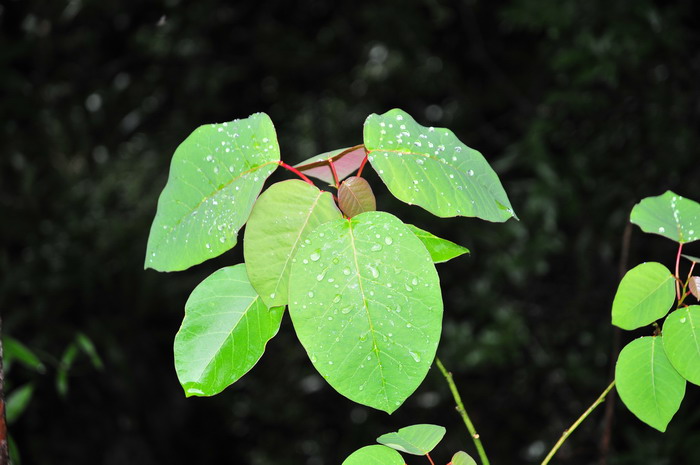 圆叶乌桕Triadica rotundifolia