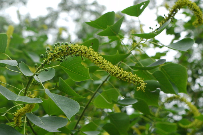 乌桕Triadica sebifera 乌桕Triadica sebifera