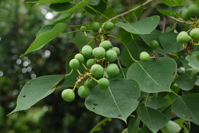 乌桕Triadica sebifera 乌桕Triadica sebifera