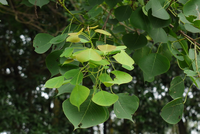 乌桕Triadica sebifera 乌桕Triadica sebifera
