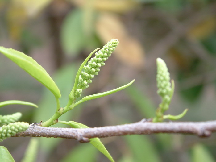 齿叶乌桕Shirakiopsis indica 齿叶乌桕Shirakiopsis indica