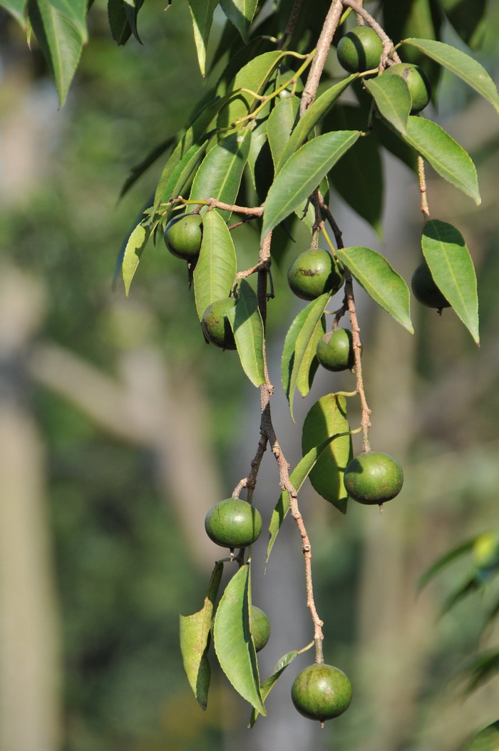 齿叶乌桕Shirakiopsis indica 齿叶乌桕Shirakiopsis indica