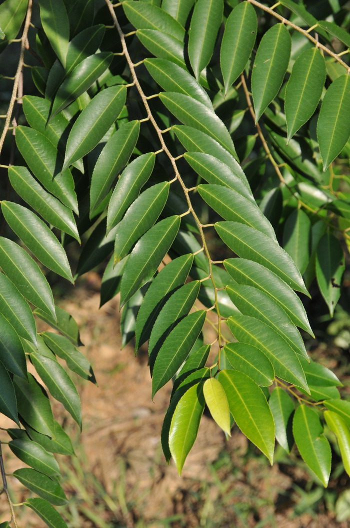 齿叶乌桕Shirakiopsis indica 齿叶乌桕Shirakiopsis indica