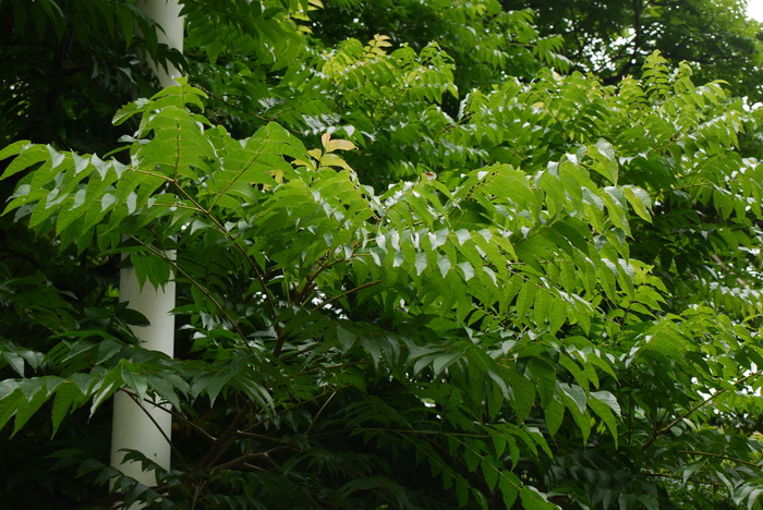 白树Suregada glomerulata