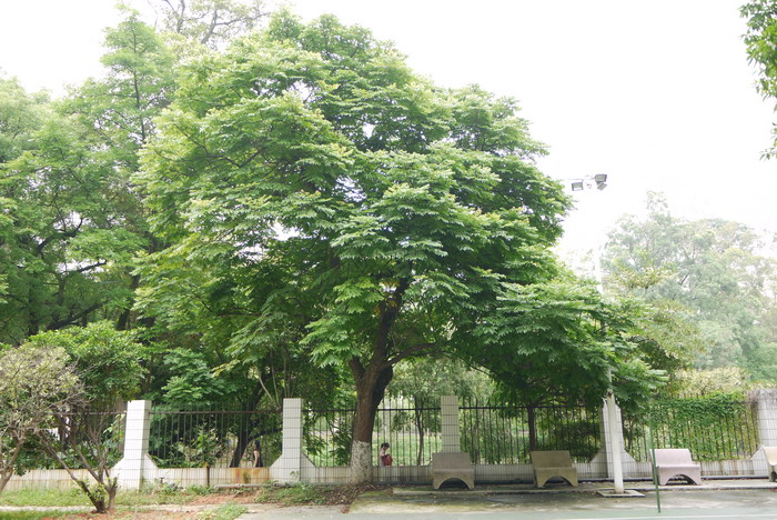 白树Suregada glomerulata