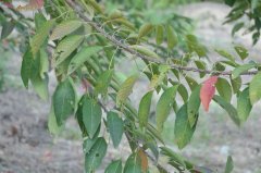 山乌桕Triadica cochinchinensis