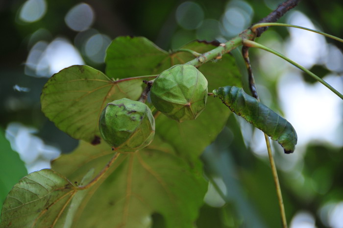 木油桐Vernicia montana 木油桐Vernicia montana