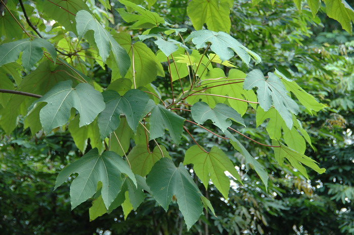 木油桐Vernicia montana