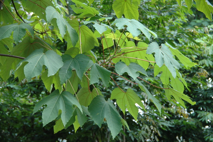 木油桐Vernicia montana 木油桐Vernicia montana