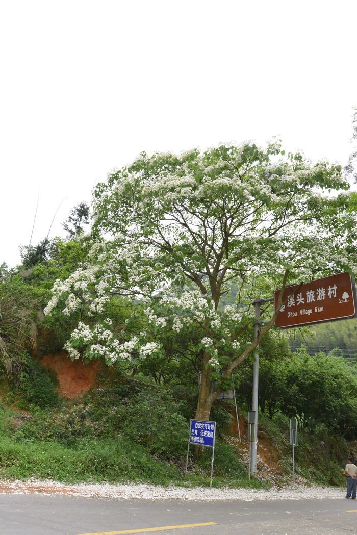 木油桐Vernicia montana 木油桐Vernicia montana