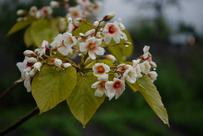 油桐Vernicia fordii 油桐Vernicia fordii