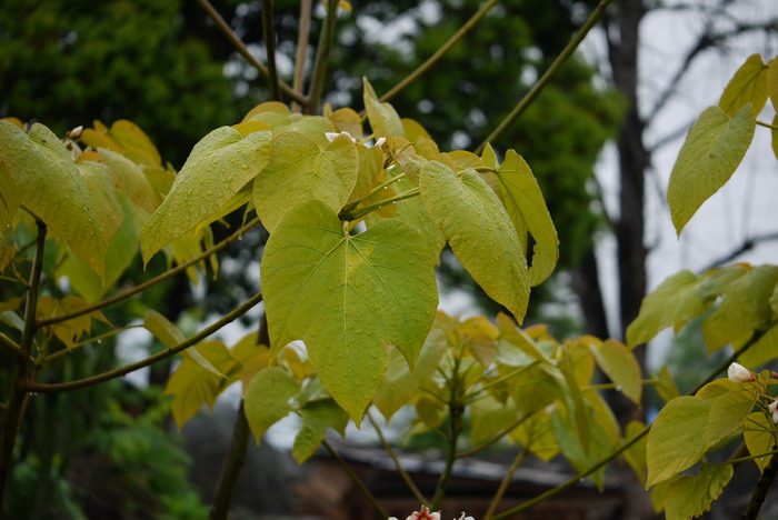 油桐Vernicia fordii 油桐Vernicia fordii