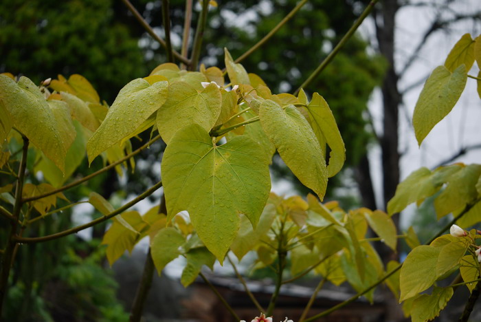 油桐Vernicia fordii