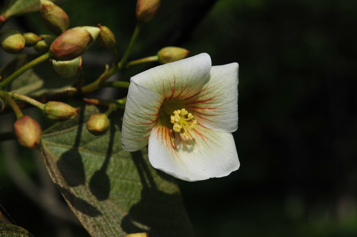 油桐Vernicia fordii 油桐Vernicia fordii