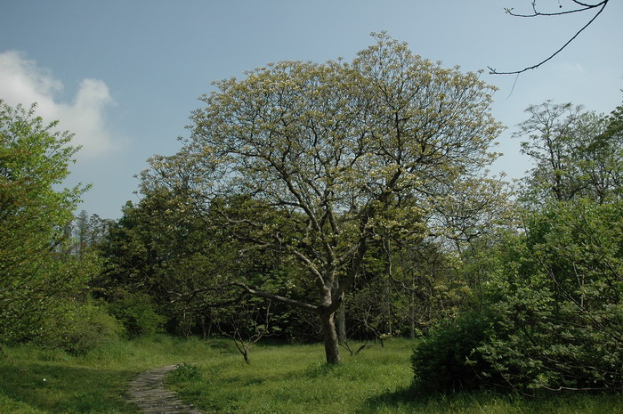油桐Vernicia fordii 油桐Vernicia fordii