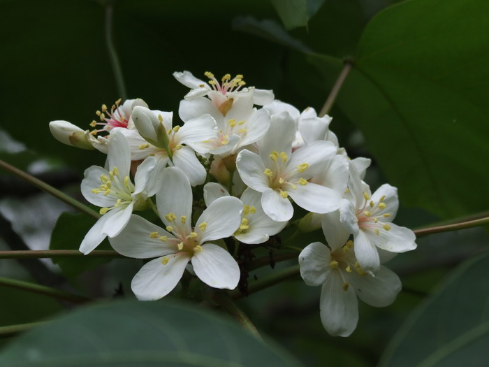 木油桐Vernicia montana 木油桐Vernicia montana