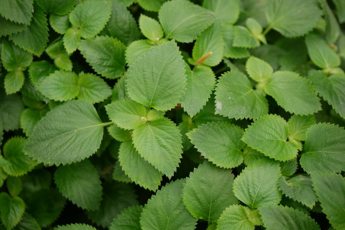 红尾铁苋Acalypha reptans 红尾铁苋Acalypha reptans