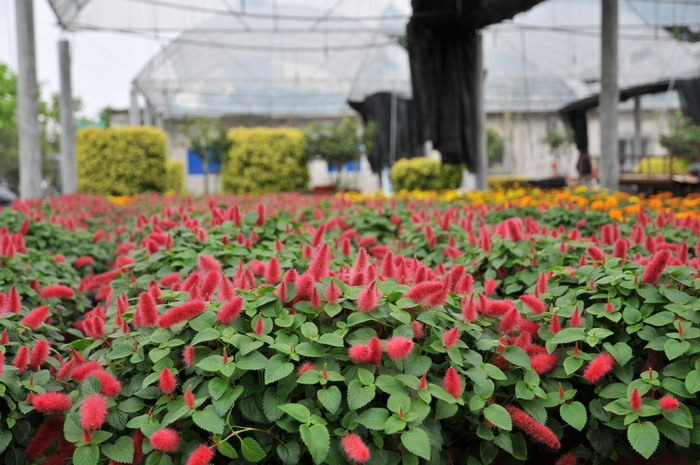 红尾铁苋Acalypha reptans 红尾铁苋Acalypha reptans