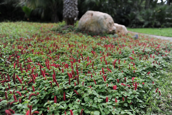 红尾铁苋Acalypha reptans 红尾铁苋Acalypha reptans