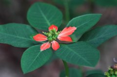 猩猩草Euphorbia cyathophora