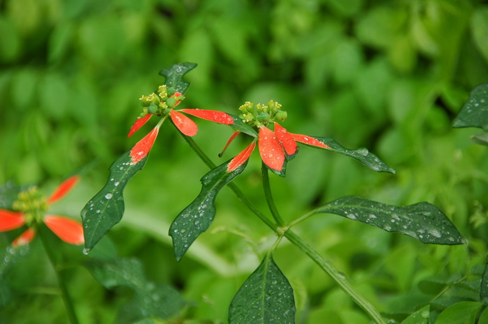 猩猩草Euphorbia cyathophora 猩猩草Euphorbia cyathophora