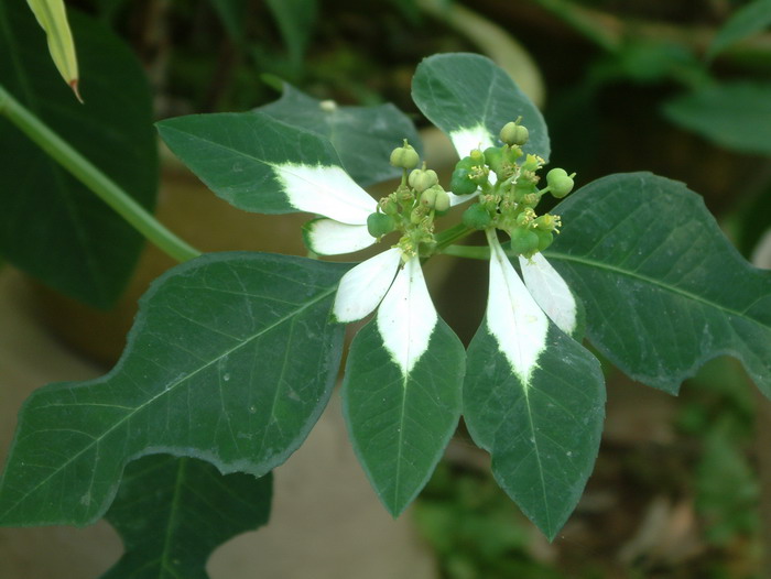 白苞猩猩草Euphorbia heterophylla