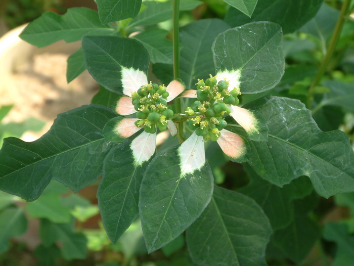 白苞猩猩草Euphorbia heterophylla 白苞猩猩草Euphorbia heterophylla