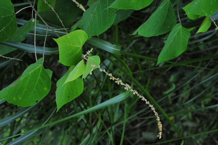 白背叶Mallotus apelta 白背叶Mallotus apelta
