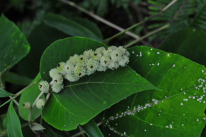 白背叶Mallotus apelta 白背叶Mallotus apelta