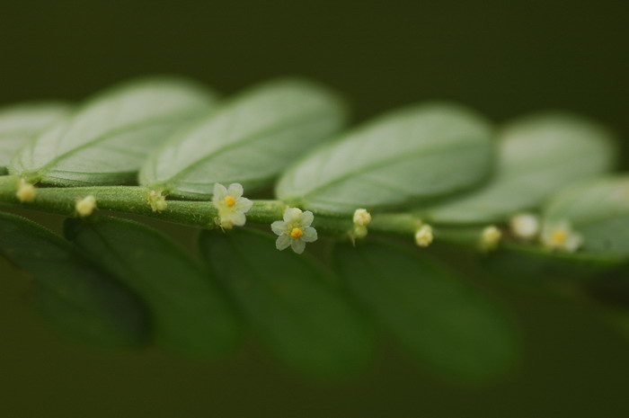 珍珠草Phyllanthus urinaria