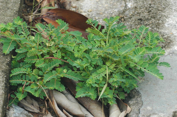 珍珠草Phyllanthus urinaria