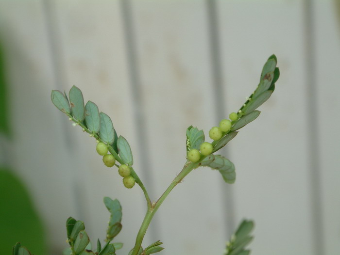 珍珠草Phyllanthus urinaria