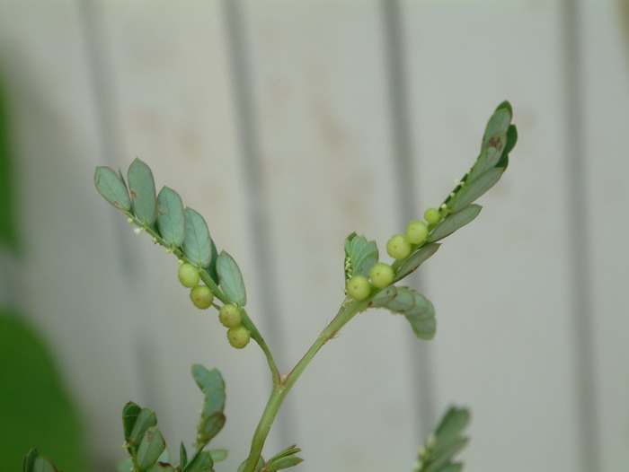 珍珠草Phyllanthus urinaria