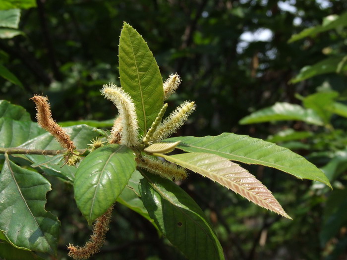 板栗Castanea mollissima 板栗Castanea mollissima