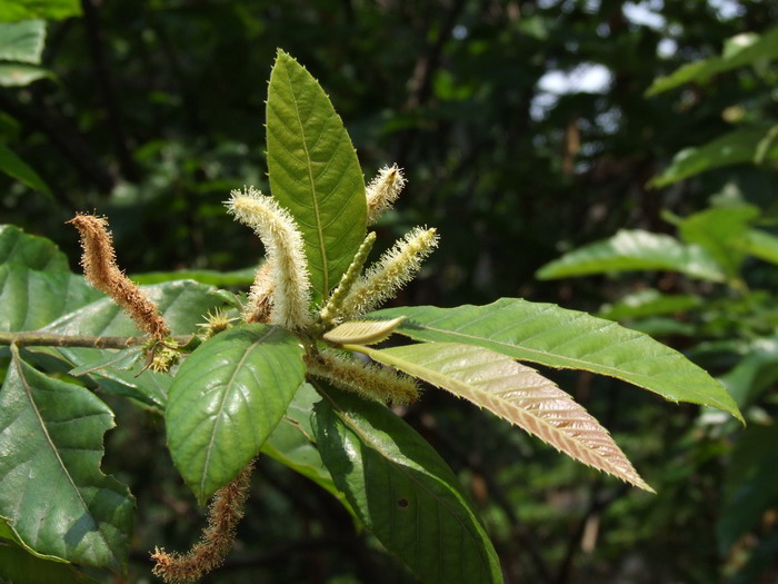 板栗Castanea mollissima